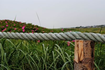 Close-up of plants growing on field