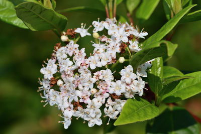 Close-up of white flowering plant