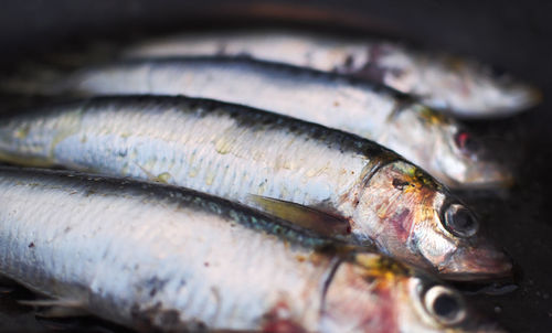 Close-up of fish