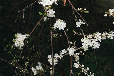 Close-up of white flowers