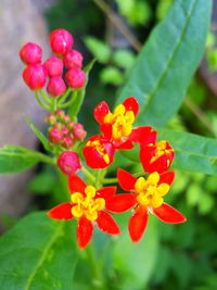 flowering plant