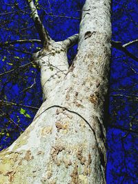 Low angle view of tree trunk