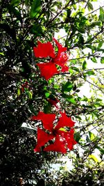 Low angle view of red berries on tree