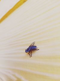 High angle view of fly on flower