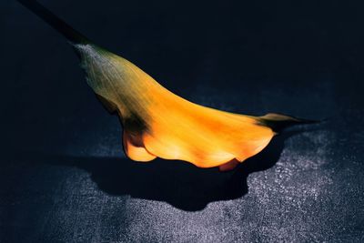 Close-up of butterfly