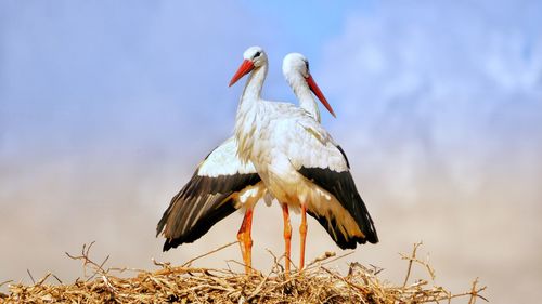 Low angle view of bird perching on nest against sky