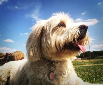 Close-up of cute pet dog against sky