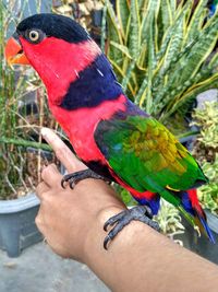 Close-up of hand holding parrot