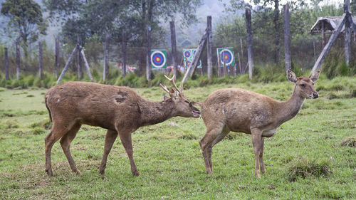 Side view of deer standing on field