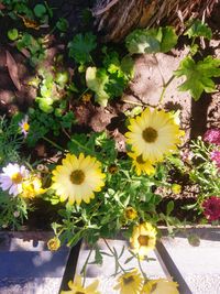 High angle view of yellow flowering plants