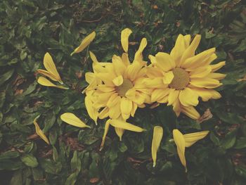 Close-up of yellow flowers blooming outdoors