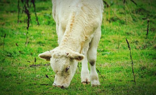 Cow grazing in a field