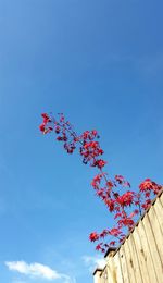 Low angle view of red flowers against blue sky