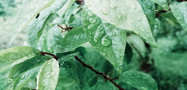 Close-up of wet leaves on plant during rainy season