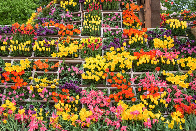 Multi colored tulips blooming outdoors