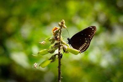 Close-up of butterfly pollinating flower