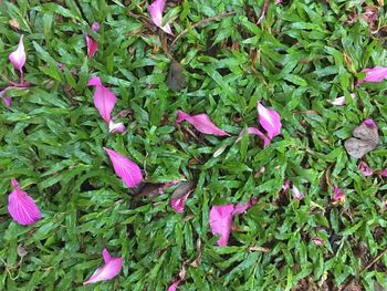 High angle view of pink flowers