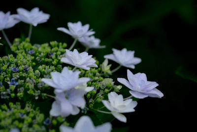 Close-up of purple flowers