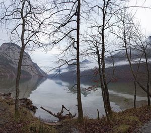 Bare trees by lake against sky