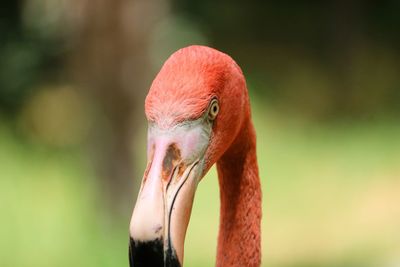 Close-up of a flamingo  bird