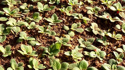 High angle view of plant growing on field