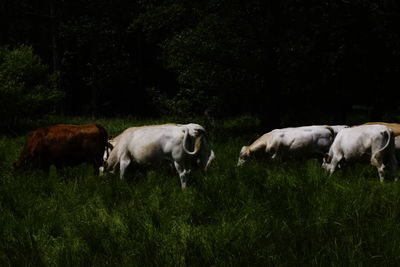 Cows on landscape