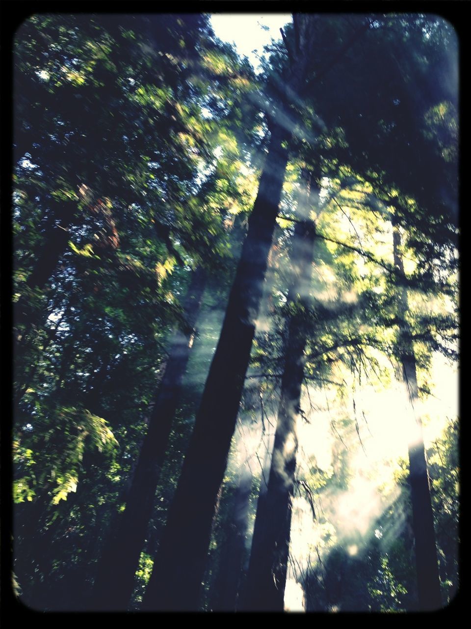 tree, transfer print, low angle view, growth, auto post production filter, branch, tree trunk, tranquility, nature, forest, beauty in nature, green color, sky, sunlight, day, scenics, tranquil scene, outdoors, tall - high, no people