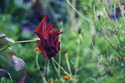 Close-up of red flowering plant on field