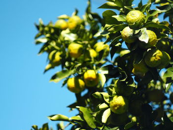 Low angle view of flowering plant against clear sky