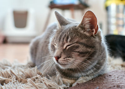 Close-up of cat resting