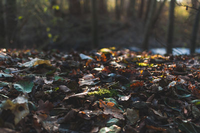 Close-up of autumn tree in forest