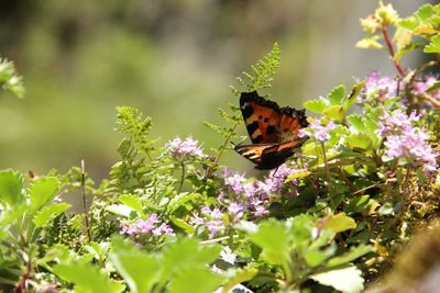 Close-up of butterfly on plants