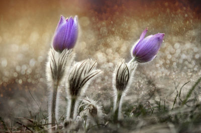 Close-up of purple flowers blooming on field