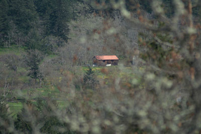 Mushrooms on field in forest