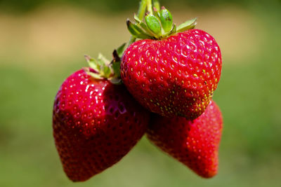 Close-up of strawberries