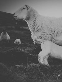 Close-up of goat in field