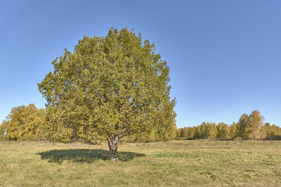 Tree on field against clear sky