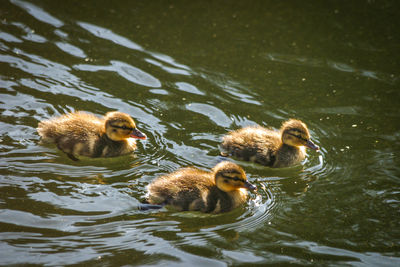 High angle view of ducks in lake