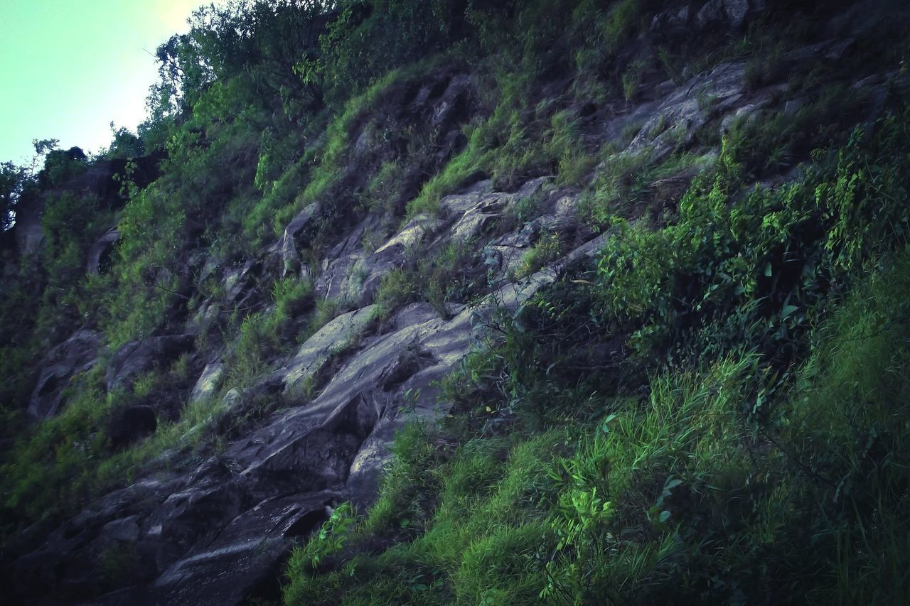 nature, tree, no people, growth, beauty in nature, day, green color, low angle view, tranquility, outdoors, scenics, sky, water