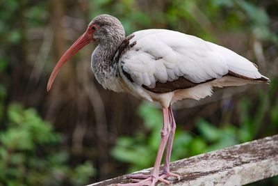 Close-up of bird perching on a tree