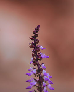 Close-up of purple flowering plant against sky