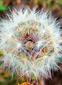 Close-up of dandelion on cactus