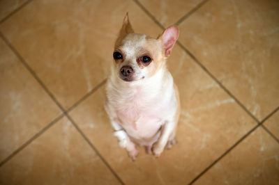 Portrait of dog rearing up on floor