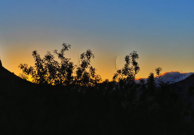 Low angle view of silhouette trees against sky during sunset