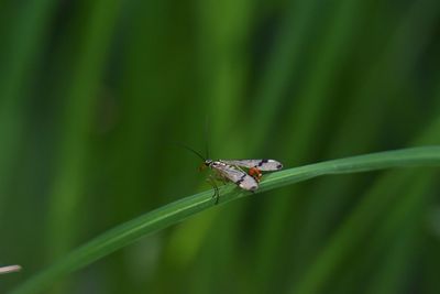 Scorpionfly on a leaf