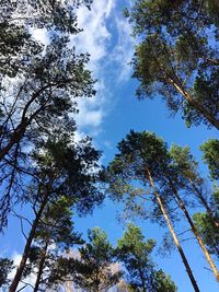 Low angle view of trees against sky