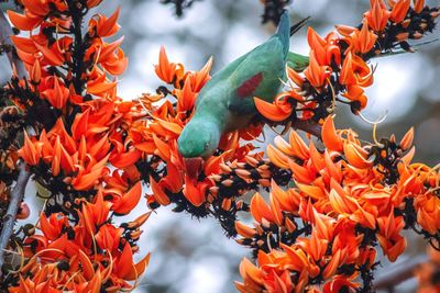 Close-up of orange flowers