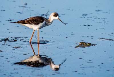 View of bird on beach