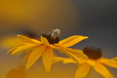 Close-up of insect on yellow flower