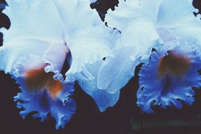 Close-up of flowers in water